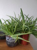 Aloe Vera Pflanzen versch. Größen Nordrhein-Westfalen - Recklinghausen Vorschau
