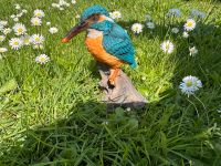 Deko - Figur - Eisvogel - TOP Niedersachsen - Stade Vorschau