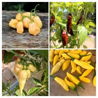 Chili Samen Saat Saatgut Lemon drop sugar Rush Bhut Jolokia aji Süd - Niederrad Vorschau