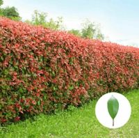 Glanzmispel (Photinia fraseri Red Robin) Niedersachsen - Wardenburg Vorschau