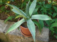 Kübelpflanze - Agave Thüringen - Suhl Vorschau