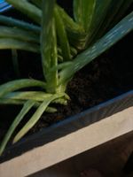 Babys Aloe zu verschenken Kreis Pinneberg - Rellingen Vorschau