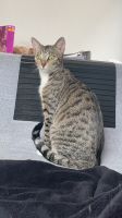 Katze Hauskatze Westerwaldkreis - Steinebach an der Wied Vorschau