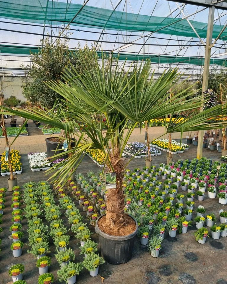 XXL Olivenbäume 'Oleander europaea' für 399€ - Direkt vom Gärtner! in Bad Zwischenahn