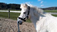 Pflegebeteiligung für Pony gesucht Bayern - Glonn Vorschau