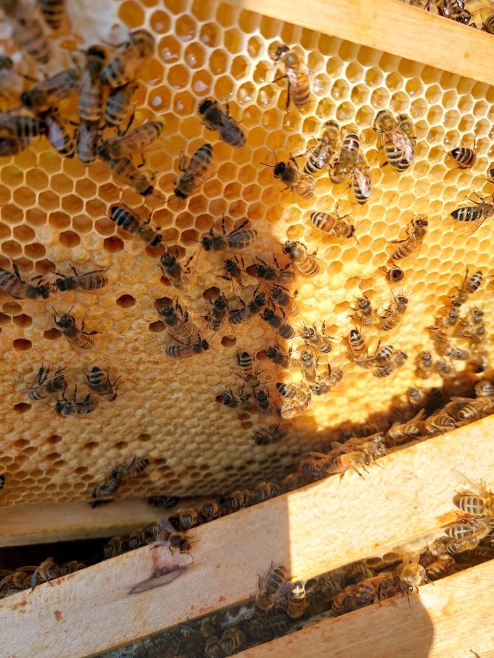 Bienenvölker, Bienenableger zu verkaufen in Hamburg