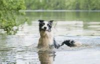 Hundesitting,Urlaubsbetreuung für Hunde/ Betreuung Hunde, Katzen Niedersachsen - Südbrookmerland Vorschau