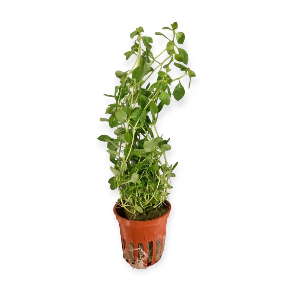 Ludwigia palustris 'green' 6,99€* Aquarium Pflanze Wasserpflanze in Püttlingen