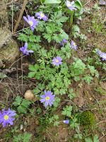 Windröschen blau, Frühjahrsblüher Pflanze Garten Baden-Württemberg - Eppingen Vorschau
