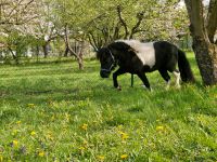 Shettystute, Shetlandpony Shetlandponystute Thüringen - Schimberg Vorschau