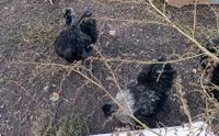 Hähne aus Naturbrut Sachsen - Markkleeberg Vorschau