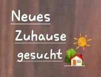 Kleine Familie sucht neues Zuhause Niedersachsen - Uetze Vorschau