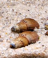 10 genoppte Turmdeckelschnecke Wasserschnecke Aquarien/Aquarium Leipzig - Möckern Vorschau