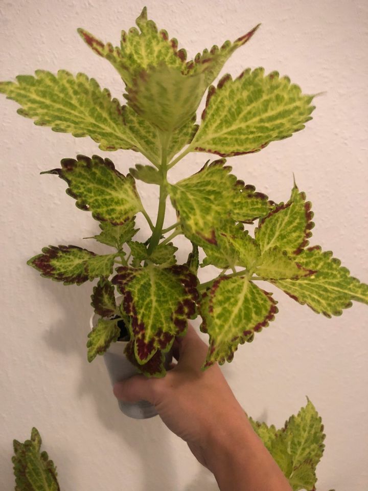 Coleus Buntnessel Ableger Pflanze wunderschöne BlattZeichnung in Much