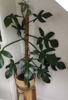 Philodendron Squamiferum Zimmerpflanze Rheinland-Pfalz - Polch Vorschau