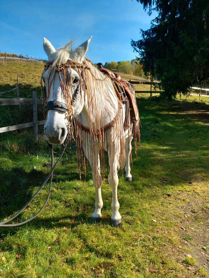 Fliegenausreitedecke nach Maß vom Kaltblut bis Pony in Rosenheim