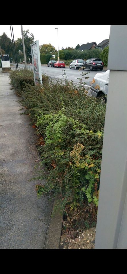 Hecke schneiden Gartenhilfe Kreise Heinsberg Aachen Düren Jülich in Geilenkirchen