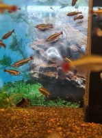 20 junge Vietnamesische Kardinalfische - Tanichthys micagemmae Nordrhein-Westfalen - Billerbeck Vorschau