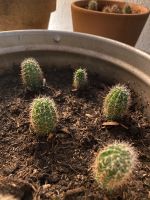 Bauernkaktus Echinopsis Ableger Thüringen - Rudolstadt Vorschau