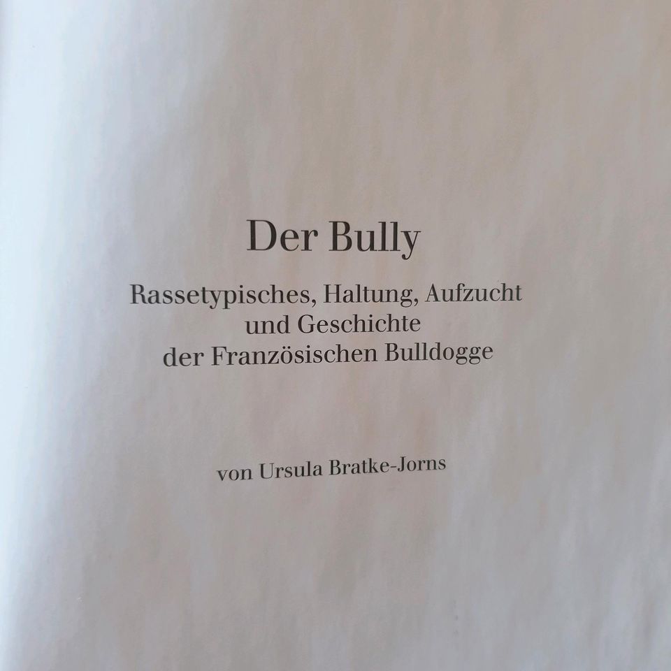 Französische Bulldogge Der Bully in Geisenheim