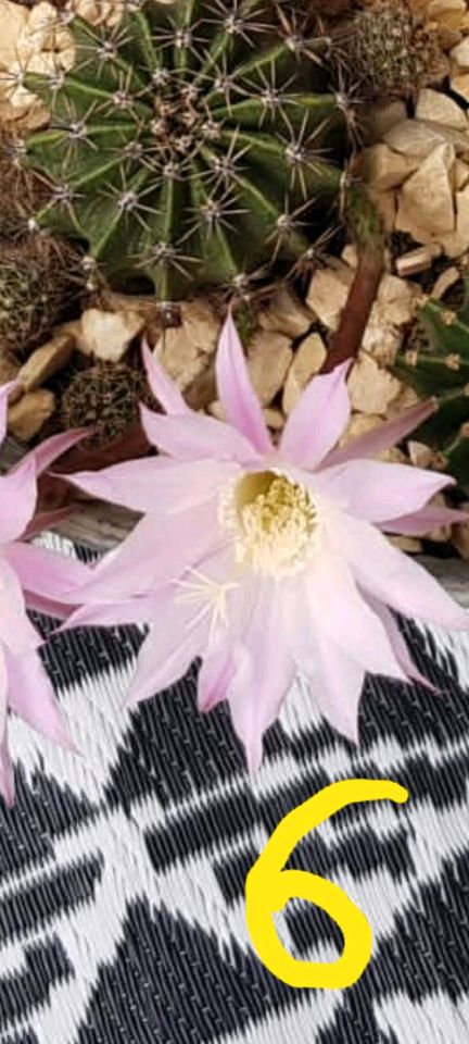 Echinopsis Kaktus Kakteen Zimmerpflanzen in Köngen
