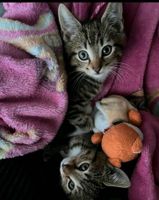 2 kastrierte Kater Niedersachsen - Bremervörde Vorschau