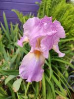 Hohe Schwertlilie Iris lila braun Bayern - Weitramsdorf Vorschau