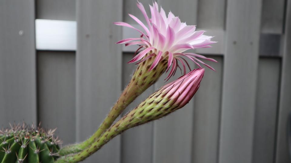 Kakteen Zimmerpflanze Grüner Pflanze Groß mit rosa Blüten in Frechen
