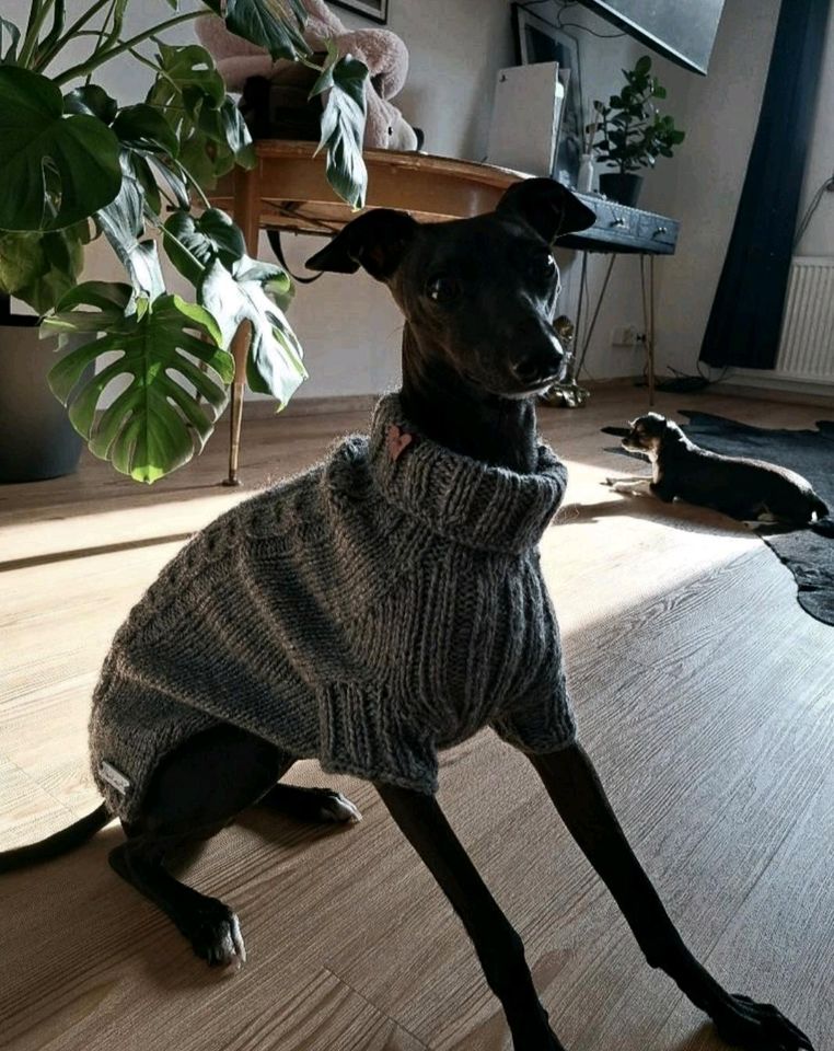 ❤️ Hundepullover RL 43 Hundepulli Malteser Whippet Bolonka ❤️ in Ibbenbüren