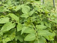 Pflanzen TOMATEN günstig abzugeben Wuchshöhe 50 cm Niedersachsen - Buxtehude Vorschau