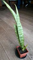 Sansevieria zeylanica - Bogenhanf Baden-Württemberg - Kornwestheim Vorschau