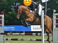 6-jährige New Forest Stute, Springpony 146cm groß Niedersachsen - Rodewald Vorschau
