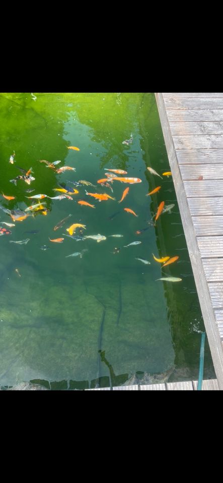 Koi zu verkaufen / Teich / Kois in Stockach