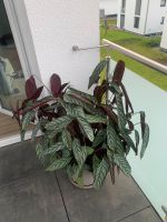 ❌ Rarität ❌ Zimmerpflanze Calathea Oppenheimiana (Korbmarante) Hessen - Kassel Vorschau