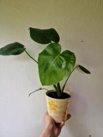 Monstera Deliciosa und Pilea Pflanze Rheinland-Pfalz - Koblenz Vorschau