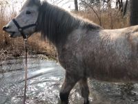 Pflegebeteiligung (Pferd sucht) Rehburg-Loccum - Rehburg Vorschau