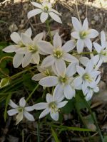 Doldiger Milchstern Ornithogalum umbellatum winterhart Hessen - Liebenau Vorschau