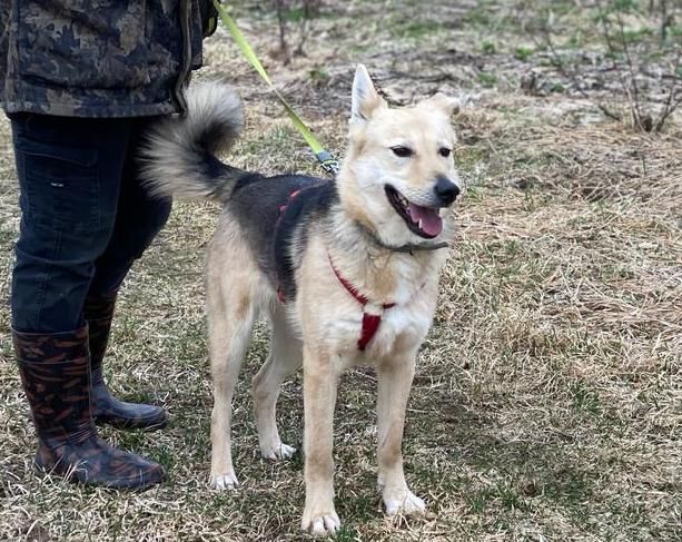 Tierschutz - Emma Hündin wünscht sich eine liebevolle Familie! in Berlin