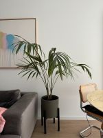 Große Kentia-Palme Zimmerpflanze Düsseldorf - Stadtmitte Vorschau