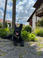 Hunde treffen Bayern - Erlenbach am Main  Vorschau