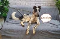 Tierschutz - Cracker sucht ein neues Zuhause! Münster (Westfalen) - Centrum Vorschau