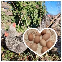 Eier von glücklichen Hühnern Baden-Württemberg - Lauffen Vorschau