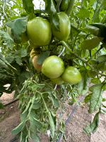 Tomaten Pflanzen Fleischtomaten Bio Hessen - Heusenstamm Vorschau