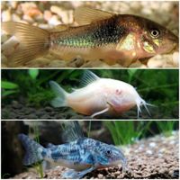 Corydoras Aeneus, Albino,Paleatus,auch Sonntags geöffnet! Nordrhein-Westfalen - Straelen Vorschau