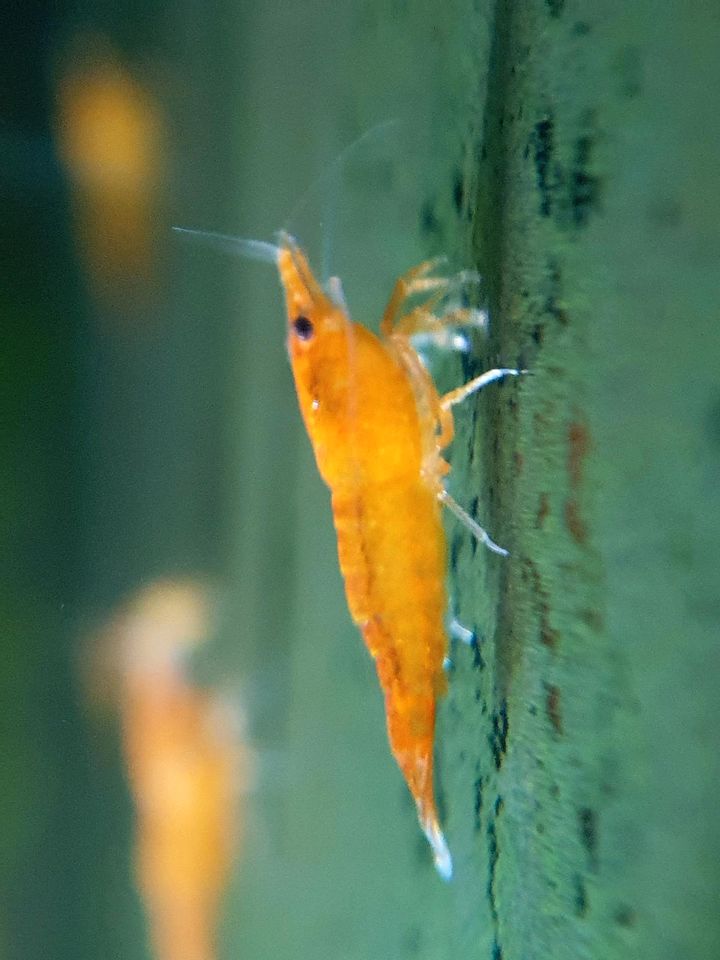 Neocaridina Zwerggarnelen Yellow Fire, Red Sakura, Blue Dream.... in Unterroth