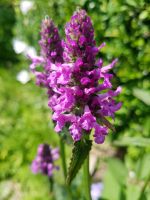 Ziest, Samen, bienenfreundlich Schwentinental - Klausdorf Vorschau