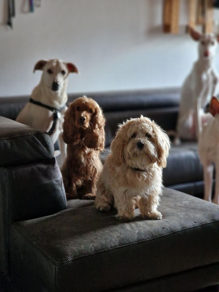 Hundebetreuung: Urlaub.-Tages.- und Gassibetreuung in Berlin