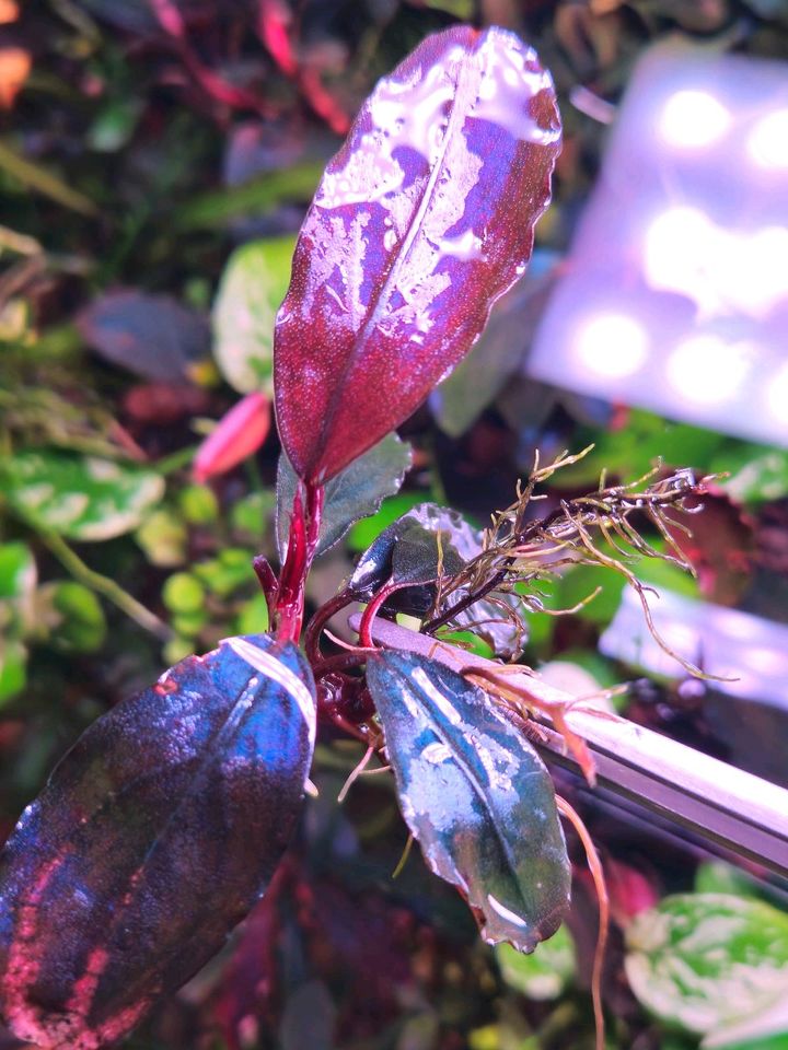 New ⭐❤ Hellfire ❤⭐ BUCEPHALANDRA Aquarium Garnelen Nano in Freiburg im Breisgau