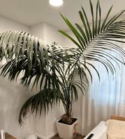 Kentia Palme Kentiapalme Howea forsteriana Baden-Württemberg - Achern Vorschau