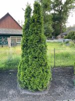 Lebensbaum | Thuja occidentalis | Zypresse Niedersachsen - Schneverdingen Vorschau